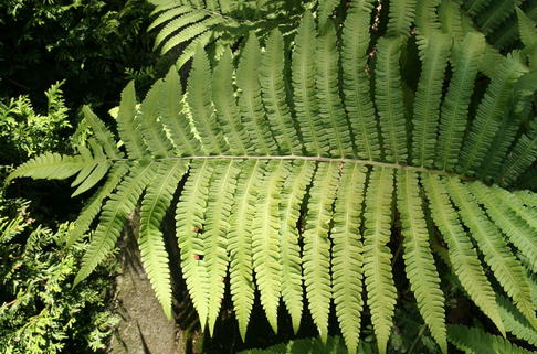 Asiatischer Straußenfarn - Matteuccia orientalis