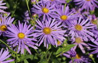 Aster