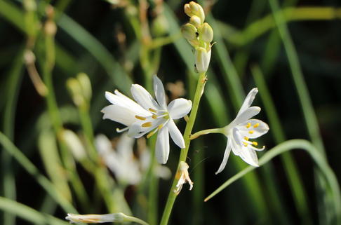 Astlose Graslilie - Anthericum liliago