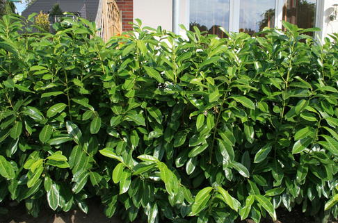 Aufrechter Kirschlorbeer / Lorbeerkirsche 'Herbergii' - Prunus laurocerasus 'Herbergii'