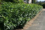Aufrechter Kirschlorbeer / Lorbeerkirsche 'Herbergii' - Prunus laurocerasus 'Herbergii'
