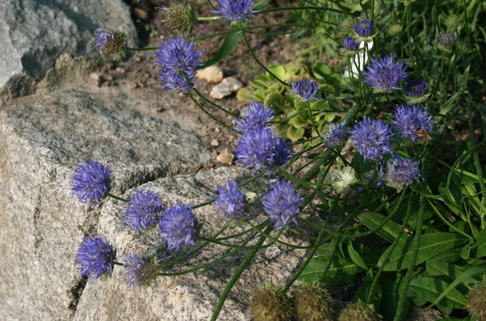 Ausdauerndes Sandglöckchen 'Blaulicht' - Jasione laevis 'Blaulicht'