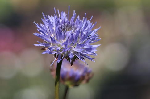 Ausdauerndes Sandglöckchen - Jasione laevis