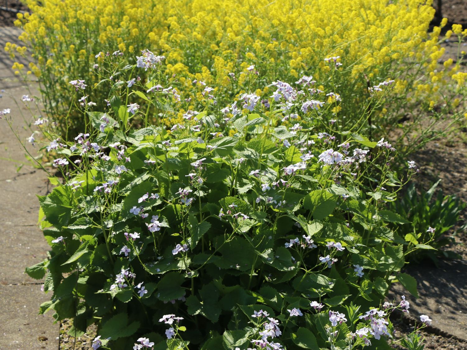 Ausdauerndes Silberblatt / Mondviole