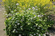 Ausdauerndes Silberblatt / Mondviole