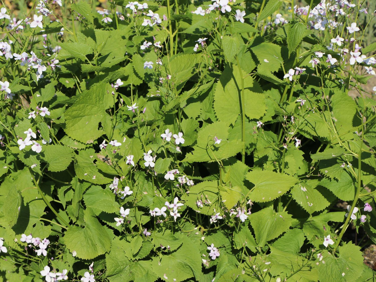 Silberblätter (Lunaria)