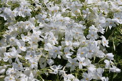 Ausläufer-Flammenblume 'Ariane'