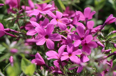 Ausläufer-Flammenblume 'Home Fires' - Phlox stolonifera 'Home Fires'