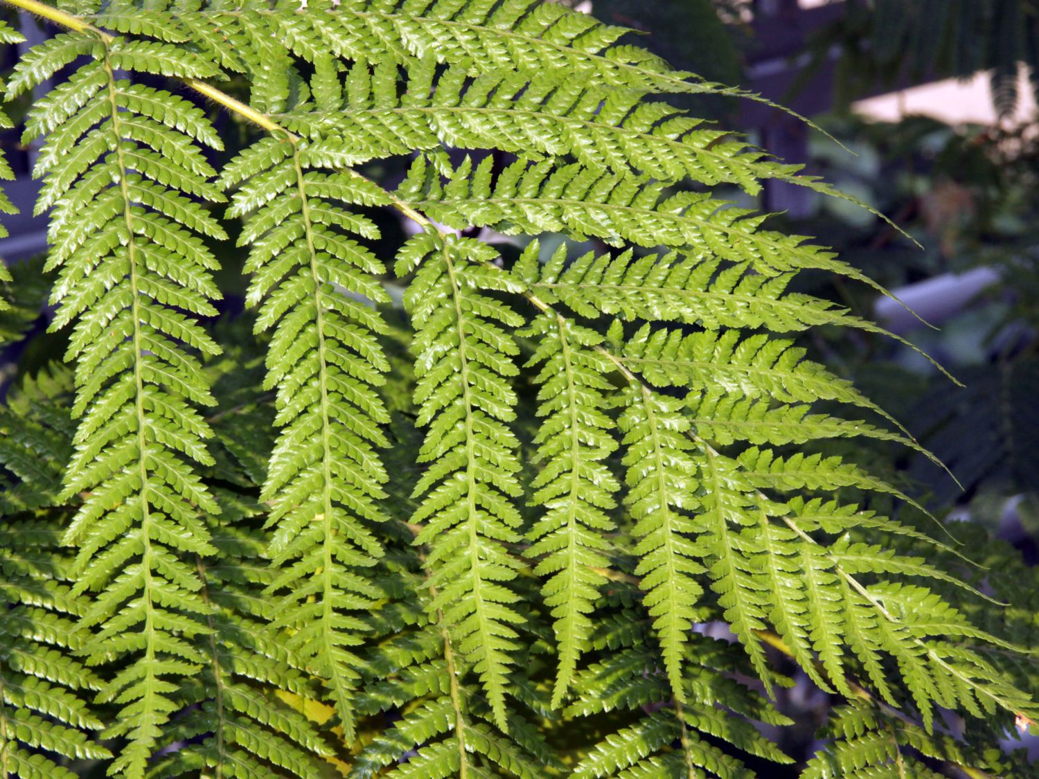 Baumfarne (Cyatheales)