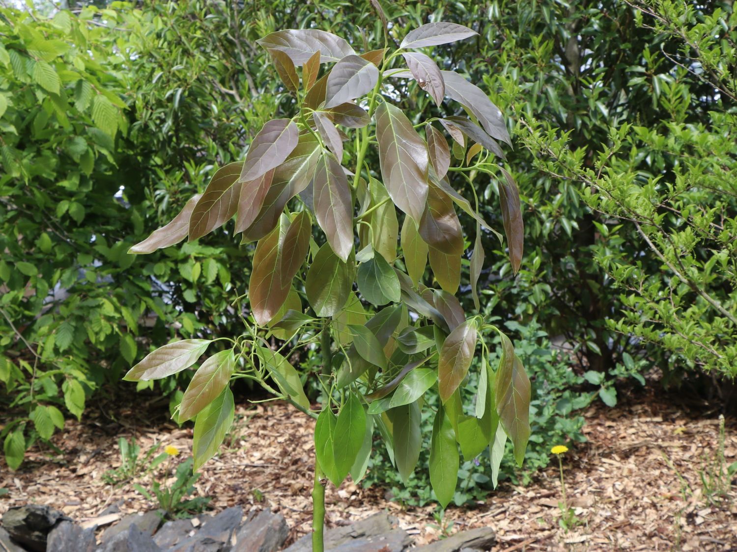 Avocado - Persea americana