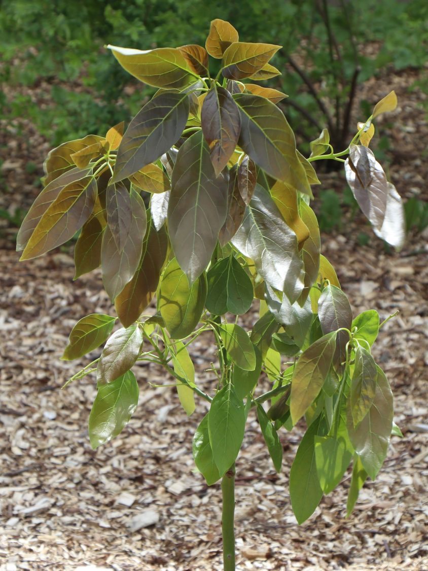 Avocado - Persea americana