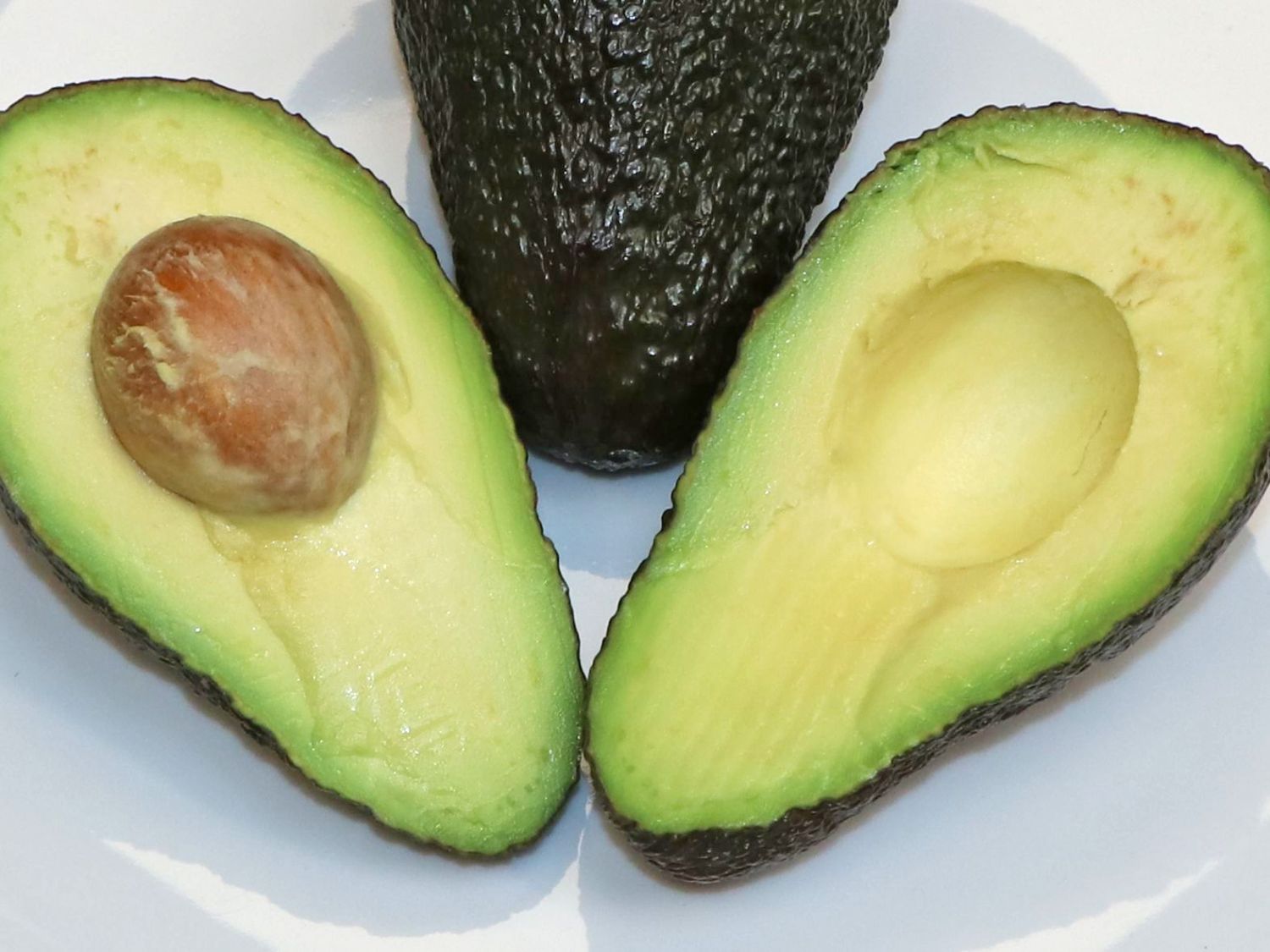 Avocado - Persea americana
