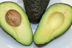 Avocado - Persea americana