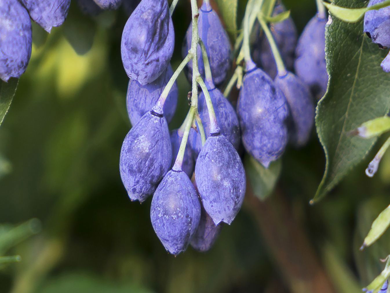 Azoren-Heidelbeere 'Blautropf' ® - Vaccinium cylindraceum 'Blautropf' ®