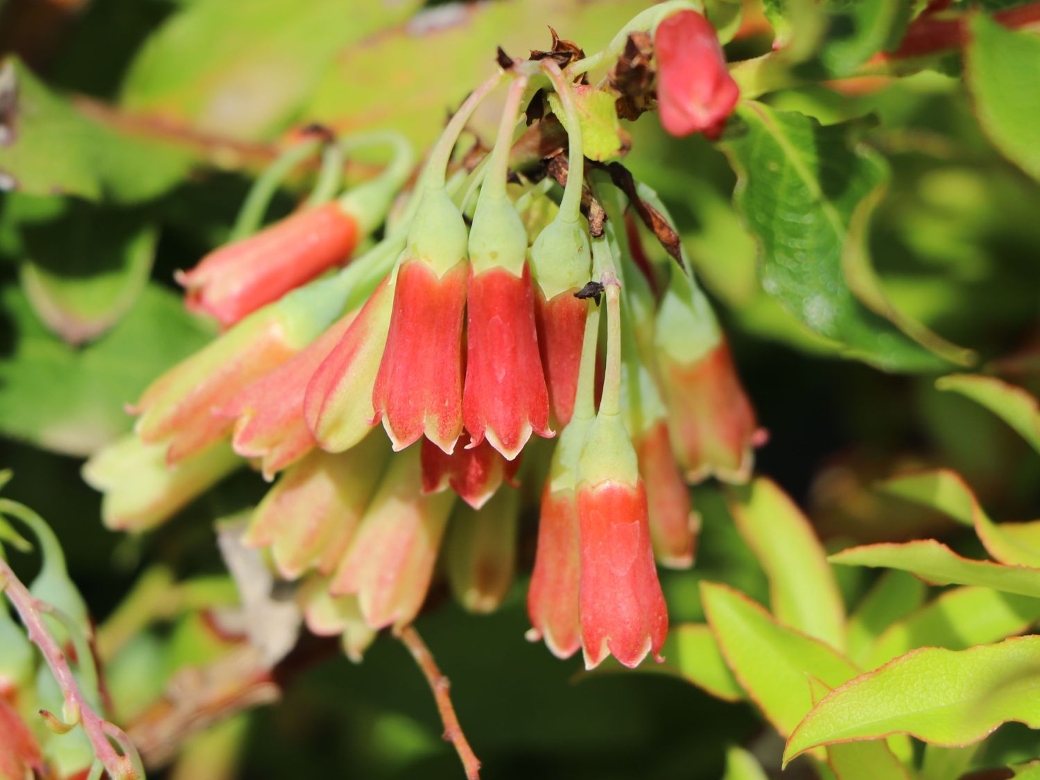 Azoren-Heidelbeere 'Blautropf' ® - Vaccinium cylindraceum 'Blautropf' ®