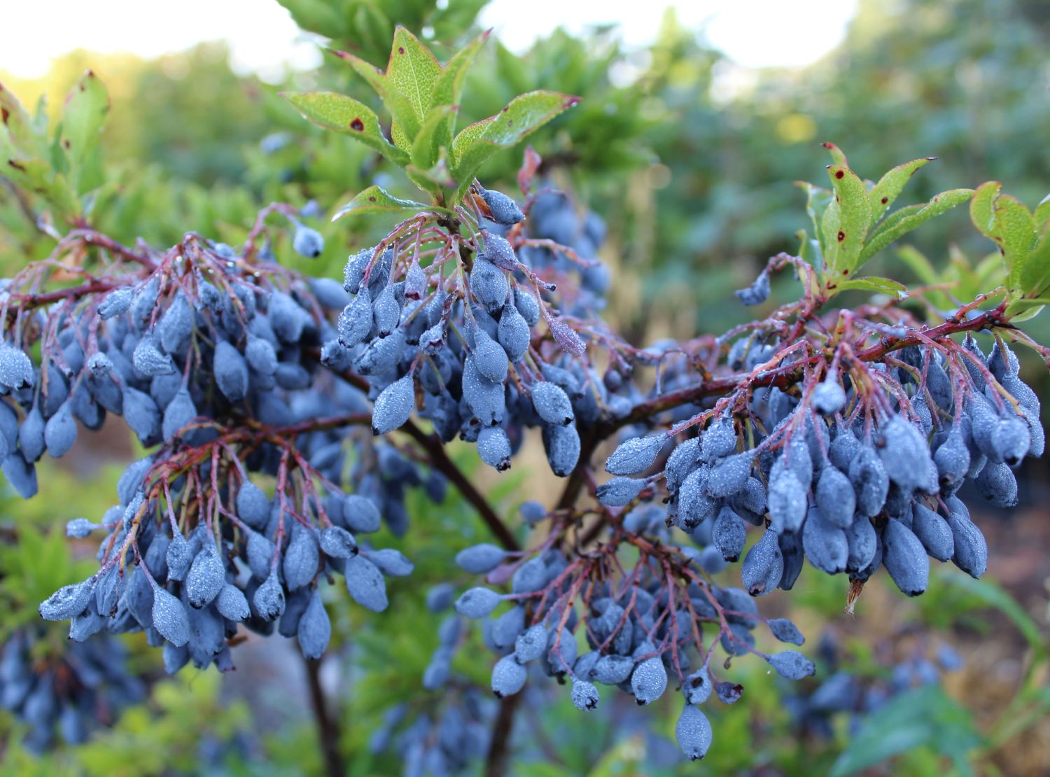 Azoren-Heidelbeere 'Blautropf' ® - Vaccinium cylindraceum 'Blautropf' ®