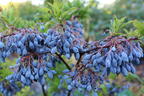 Azoren-Heidelbeere 'Blautropf' ® - Vaccinium cylindraceum 'Blautropf' ®