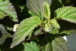 Aztekisches Süßkraut