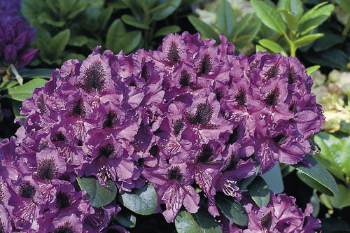rhododendron painted purple Rhododendron, Purple Gem Rhododendron