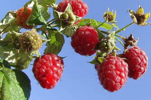 Himbeere 'Malling Promise' - Rubus idaeus 'Malling Promise'