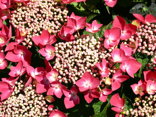Tellerhortensie 'Fasan'