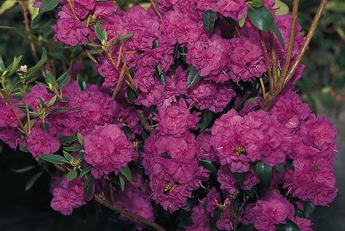 Rhododendron 'April Rose'