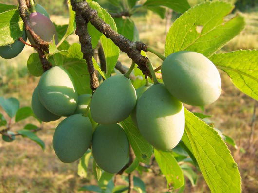 Reneklode 'Große Grüne Reneklode'