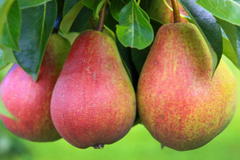 Sommerbirne 'Frühe von Trevoux'