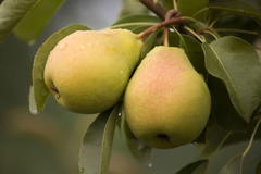 Sommerbirne 'Stuttgarter Geißhirtle'