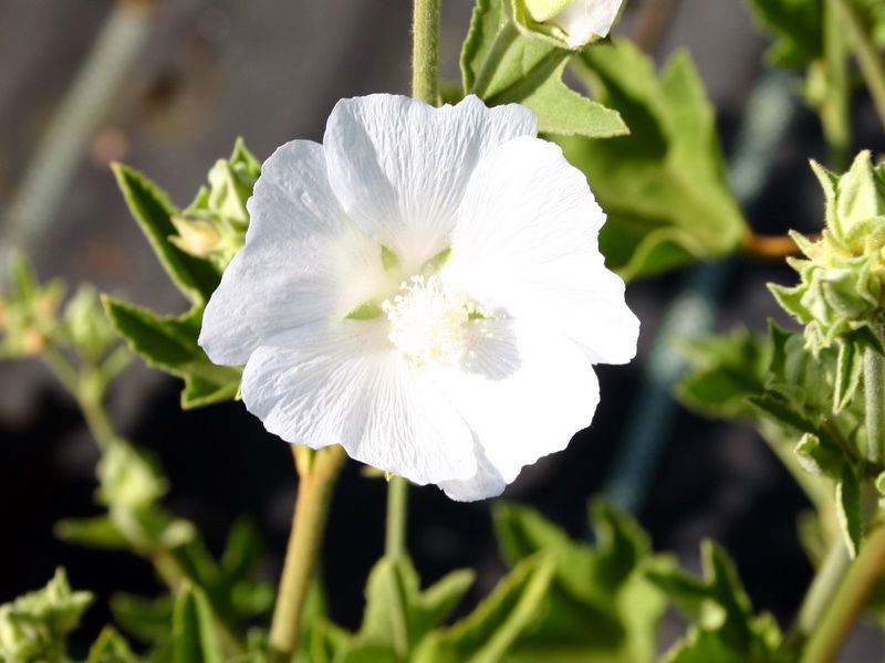 Strauchpappel 'Ice Cool' - Lavatera thuringiaca 'Ice Cool'