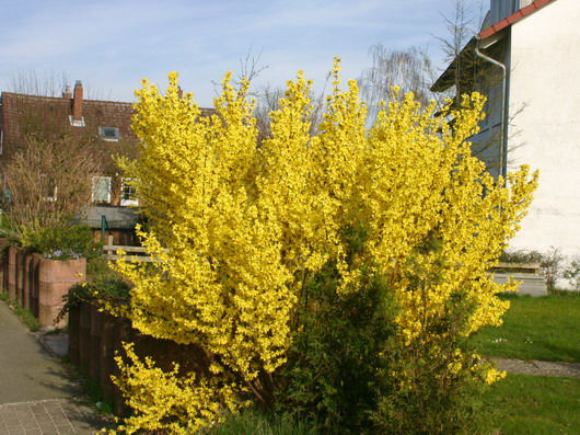 Goldglöckchen / Forsythie - Forsythia x intermedia 'Lynwood Gold'