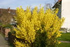 Goldglöckchen / Forsythie - Forsythia x intermedia 'Lynwood Gold'
