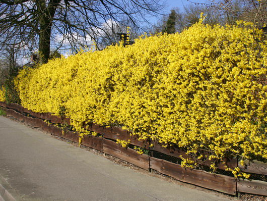 Goldglöckchen / Forsythie - Forsythia x intermedia 'Lynwood Gold'