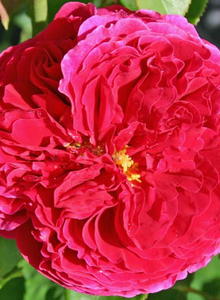 Englische Rose 'Auslo'
