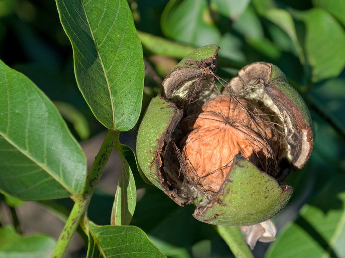 Walnussgewächse (Juglandaceae)
