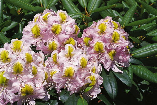Rhododendron 'Mrs. Anthony Waterer'