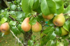 Sommerbirne 'Speckbirne', 'Kuhfuß' mittel