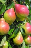 Sommerbirne 'Petersbirne', 'Honigbirne' früh