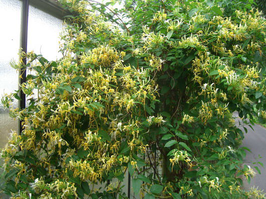 Schlingende Heckenkirsche - Lonicera similis var. delavayi