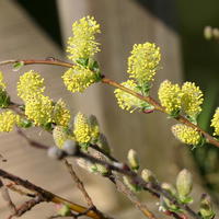 Silber-Kriechweide - Salix repens ssp. argentea