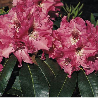Rhododendron 'Juniflair'