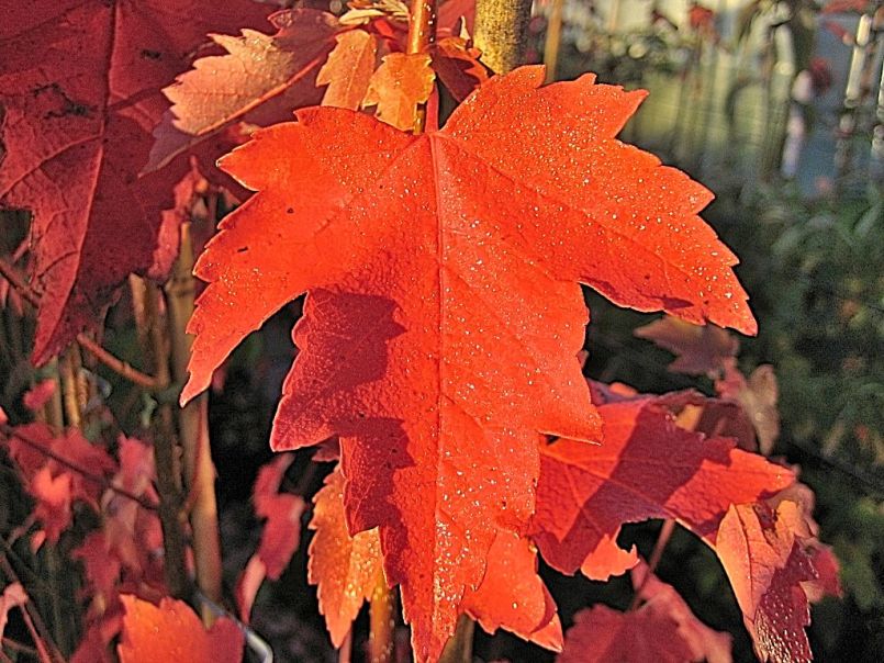 Rot-Ahorn 'Sun Valley'