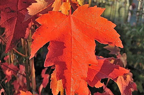 Rot-Ahorn 'Sun Valley' - Acer rubrum 'Sun Valley'