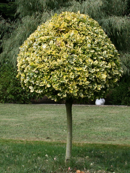 Goldbunte Kriechspindel 'Emerald'n Gold'