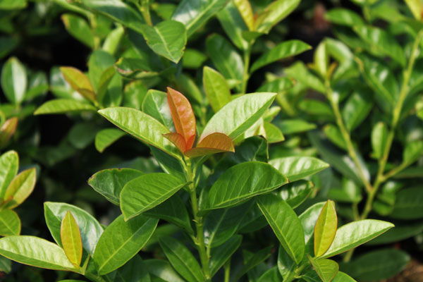 Kirschlorbeer / Lorbeerkirsche 'Kleopatra' ®