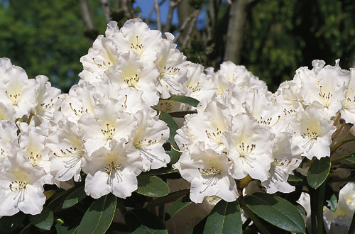 Rhododendron 'Silberglanz'