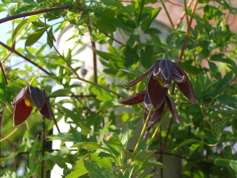 Clematis 'Black Tibet'