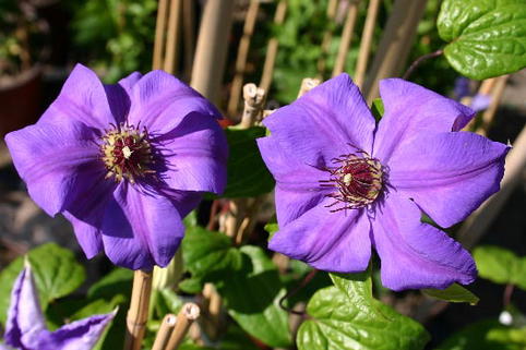 Clematis 'Hybrida Sieboldii' - Clematis 'Hybrida Sieboldii ...