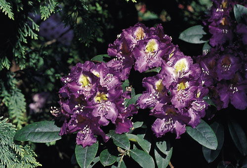 Rhododendron 'Tamarindos'