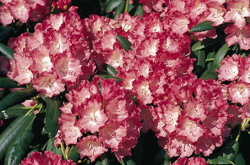 Rhododendron 'Ninotschka'